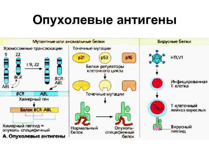 Опухолевые антигены 