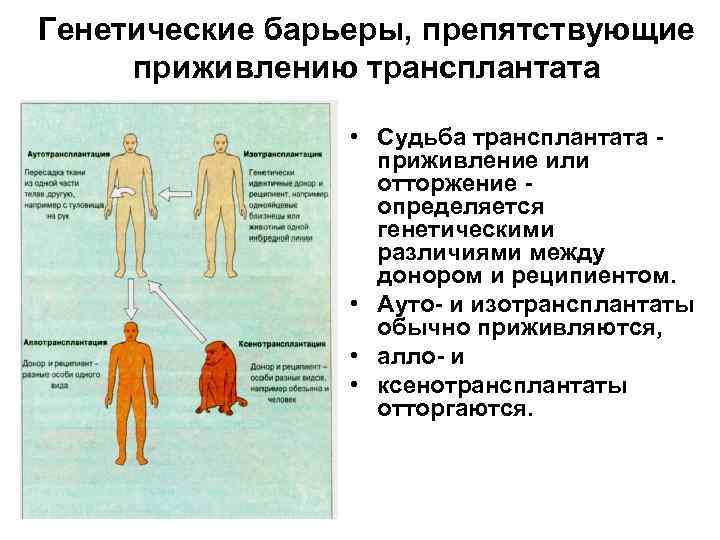 Генетические барьеры, препятствующие приживлению трансплантата • Судьба трансплантата приживление или отторжение определяется генетическими различиями