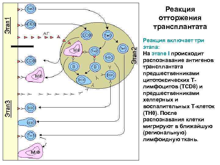 Реакция отторжения трансплантата Реакция включает три этапа: На этапе I происходит распознавание антигенов трансплантата
