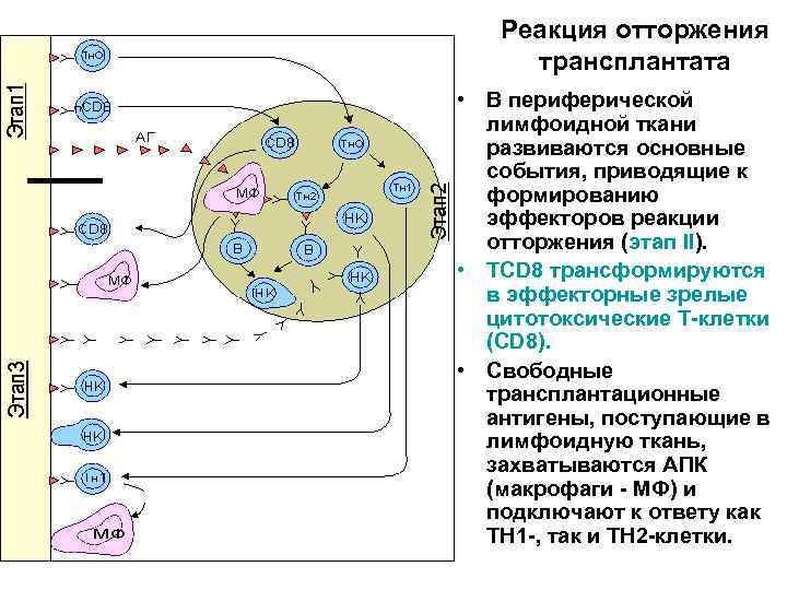 Реакция отторжения трансплантата • В периферической лимфоидной ткани развиваются основные события, приводящие к формированию