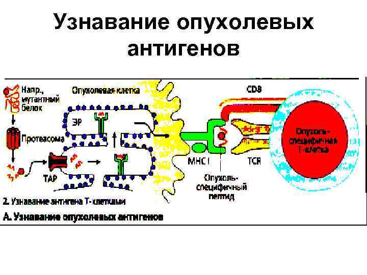 Узнавание опухолевых антигенов 