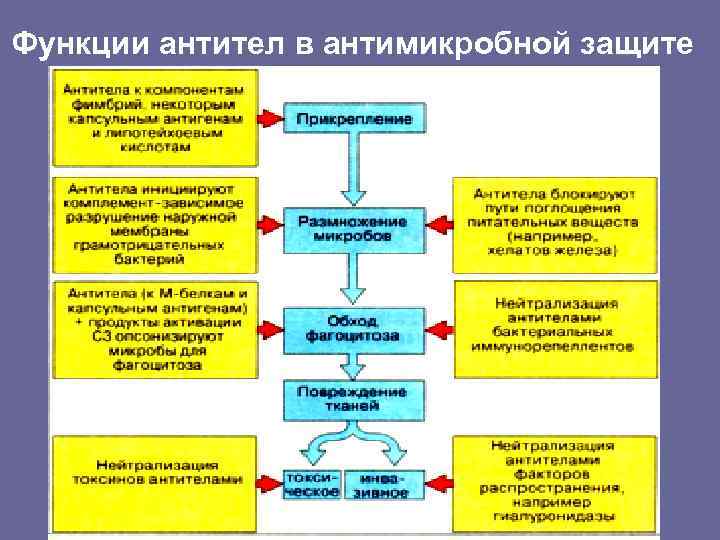 Функции антител в антимикробной защите 