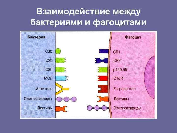 Взаимодействие между бактериями и фагоцитами 