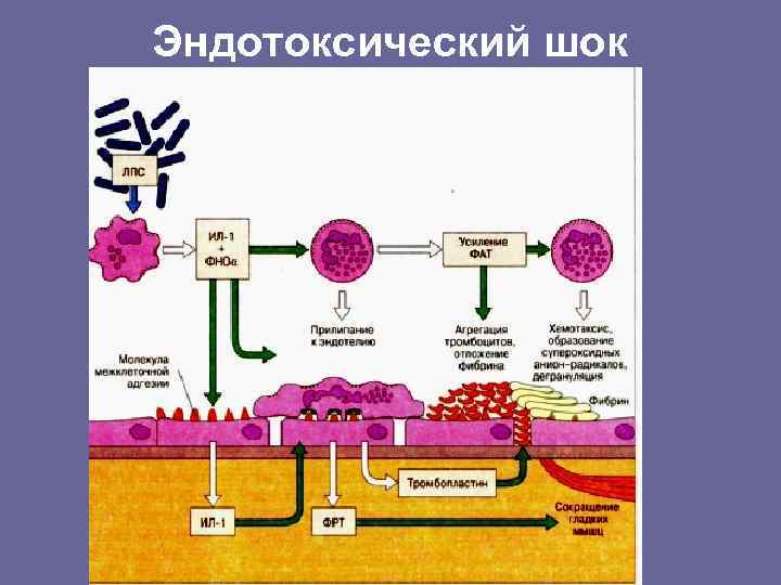 Оценка состояния противоинфекционного иммунитета thumbnail