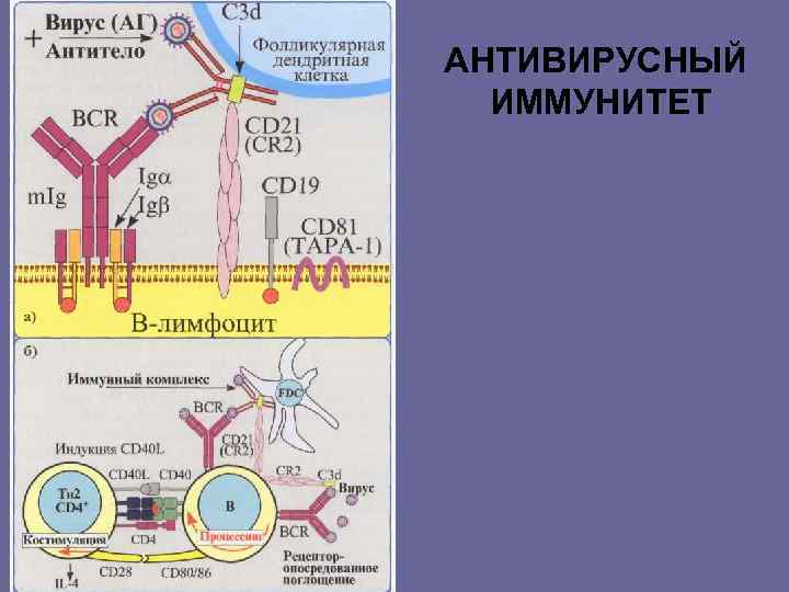 АНТИВИРУСНЫЙ ИММУНИТЕТ 