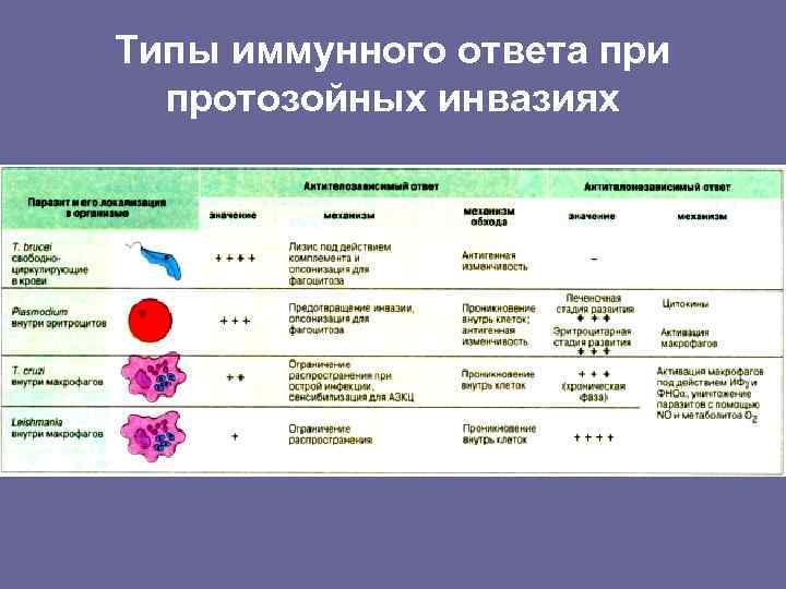 Реакции иммунного ответа организма. Типы иммунного ответа. Классификация иммунного ответа. Типы и виды иммунного ответа. Иммунитет при протозойных заболеваниях.