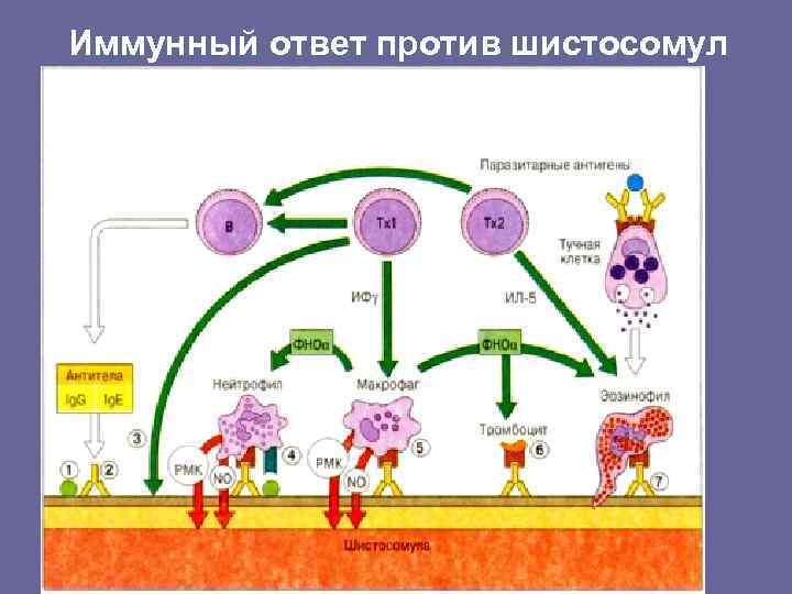 Иммунный ответ против шистосомул 