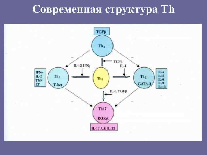 Современная структура Th Th 3 –регуляторные клетки Th 17 – секретируют только провоспалительные цитокины