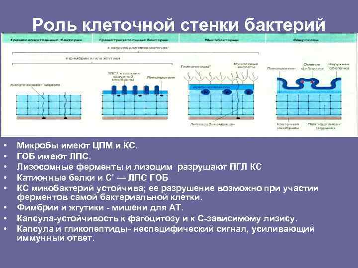 Роль клеточной стенки бактерий • • Микробы имеют ЦПМ и КС. ГОБ имеют ЛПС.