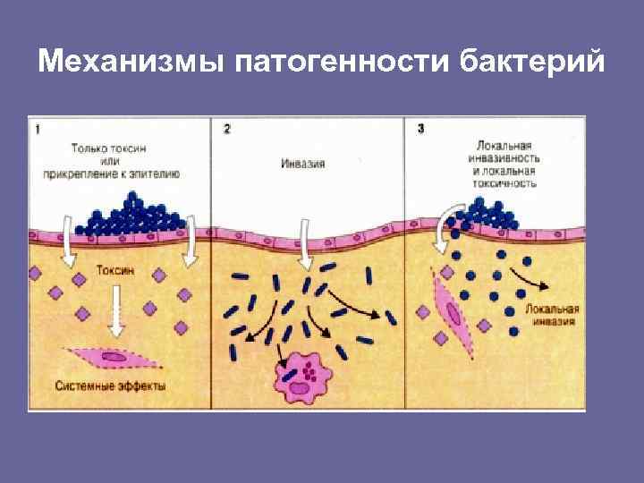 Механизмы патогенности бактерий 