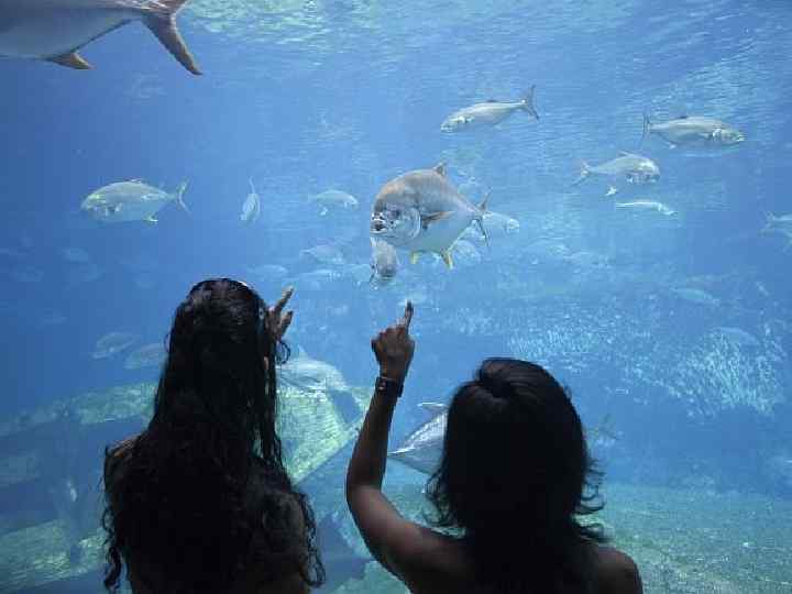 Sea World Aquarium интересен, в первую очередь, своей роскошной прибрежной зоной - жемчужиной туризма