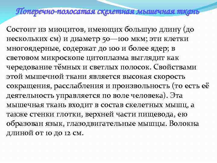 Поперечно-полосатая скелетная мышечная ткань Состоит из миоцитов, имеющих большую длину (до нескольких см) и