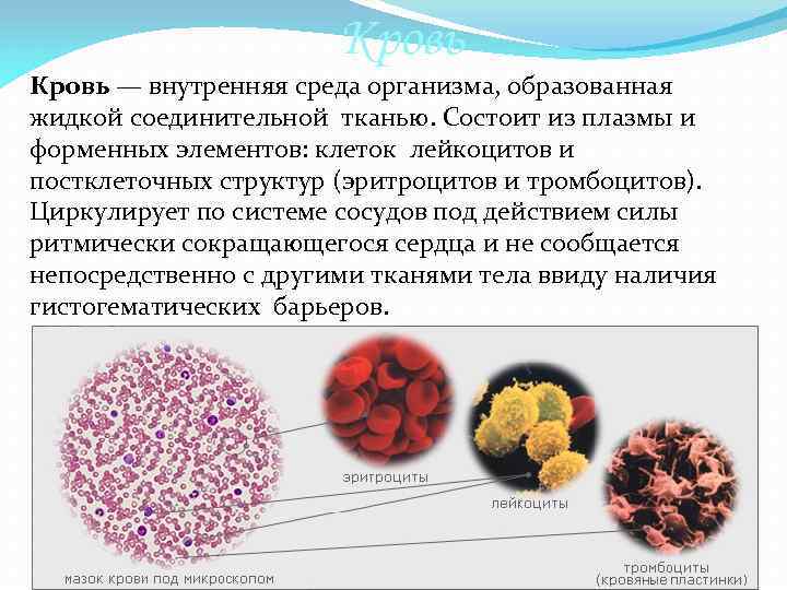 Кровь — внутренняя среда организма, образованная жидкой соединительной тканью. Состоит из плазмы и форменных
