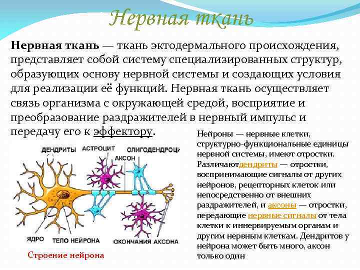 Нервная ткань — ткань эктодермального происхождения, представляет собой систему специализированных структур, образующих основу нервной