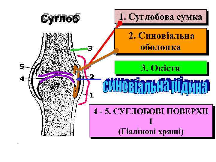 1. Суглобова сумка 2. Синовіальна оболонка 3. Окістя 4 - 5. СУГЛОБОВІ ПОВЕРХН І