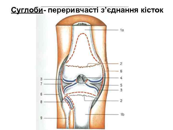 Суглоби- переривчасті з’єднання кісток 