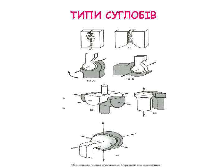 ТИПИ СУГЛОБІВ 