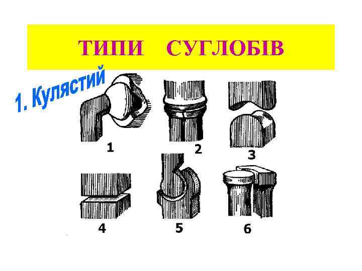 ТИПИ СУГЛОБІВ 
