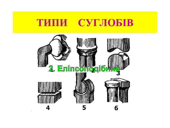 ТИПИ СУГЛОБІВ 