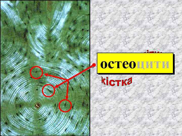 остеоцити 
