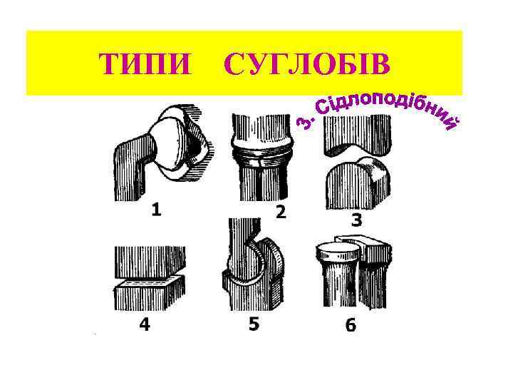 ТИПИ СУГЛОБІВ 