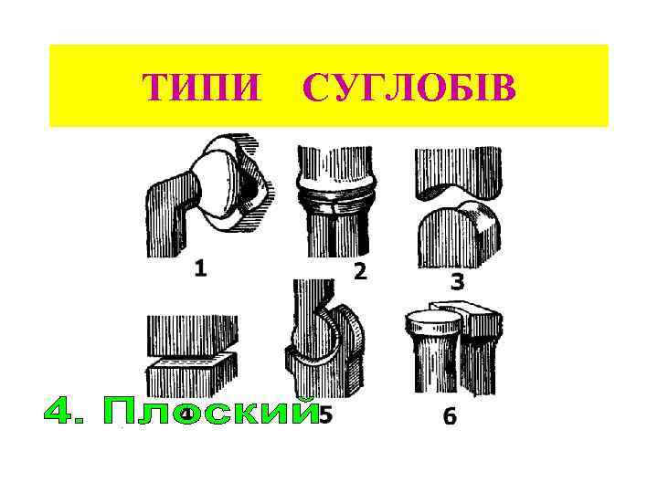 ТИПИ СУГЛОБІВ 