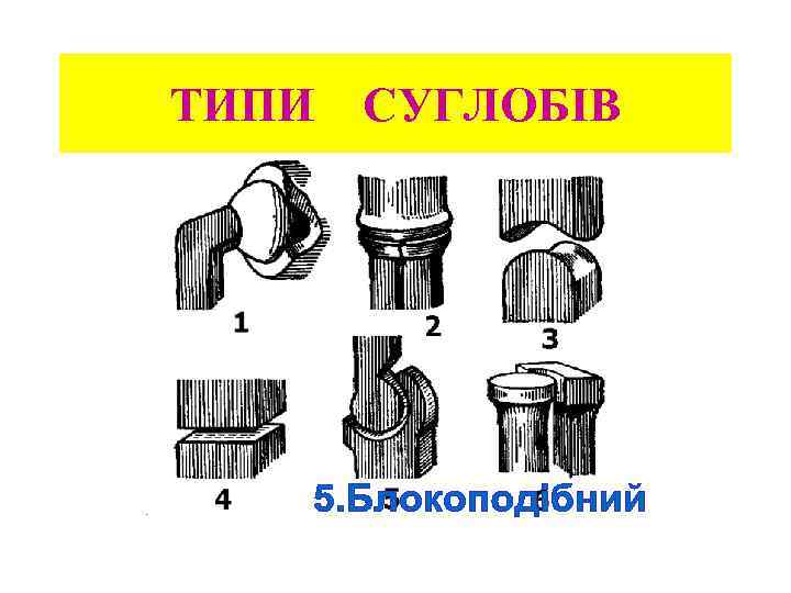 ТИПИ СУГЛОБІВ 