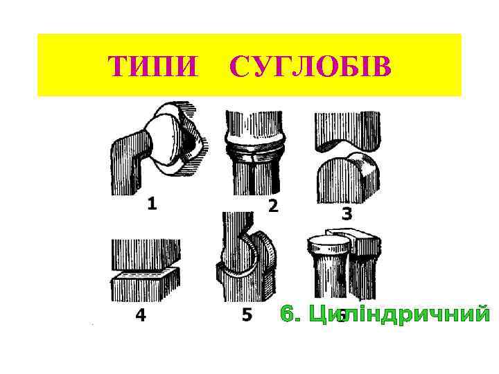 ТИПИ СУГЛОБІВ 