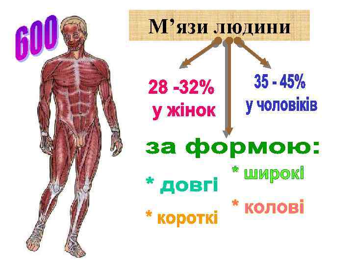 М’язи людини 