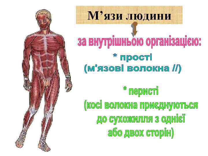 М’язи людини 