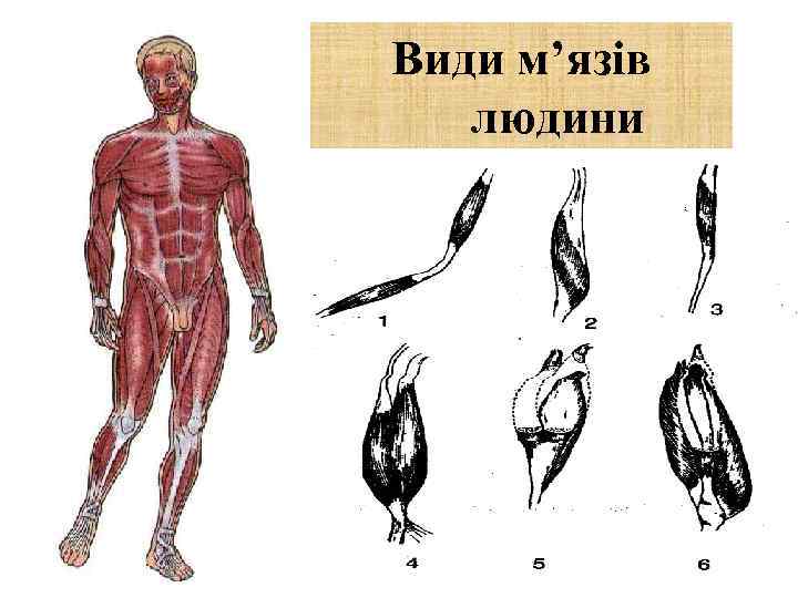 Види м’язів людини 