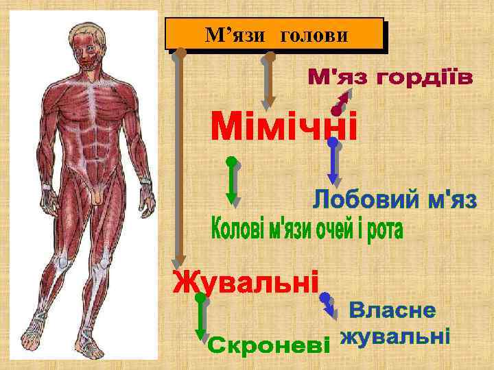 М’язи голови 