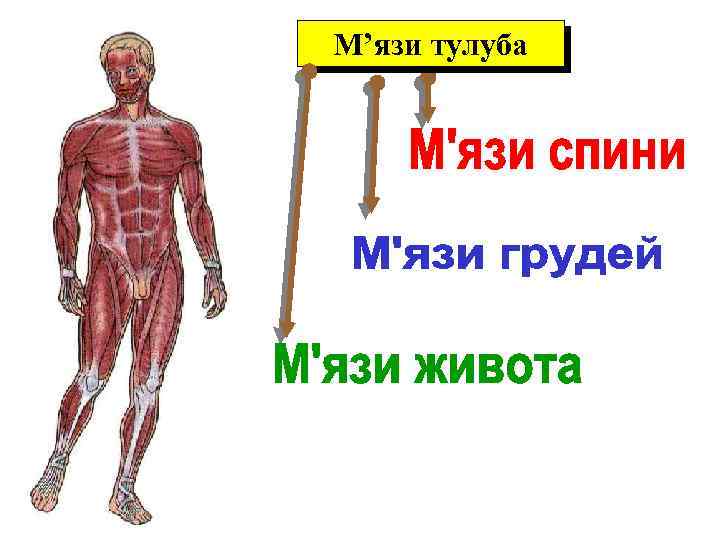 М’язи тулуба 