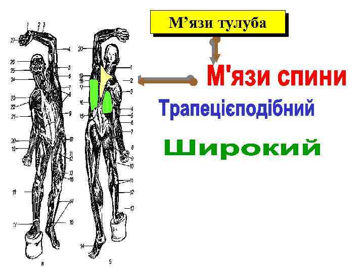 М’язи тулуба 