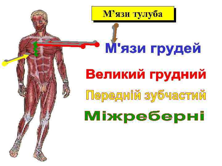 М’язи тулуба 