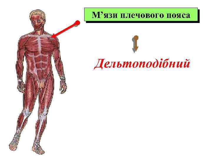 М’язи плечового пояса Дельтоподібний 