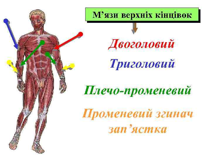 М’язи верхніх кінцівок Двоголовий Триголовий Плечо-променевий Променевий згинач зап’ястка 
