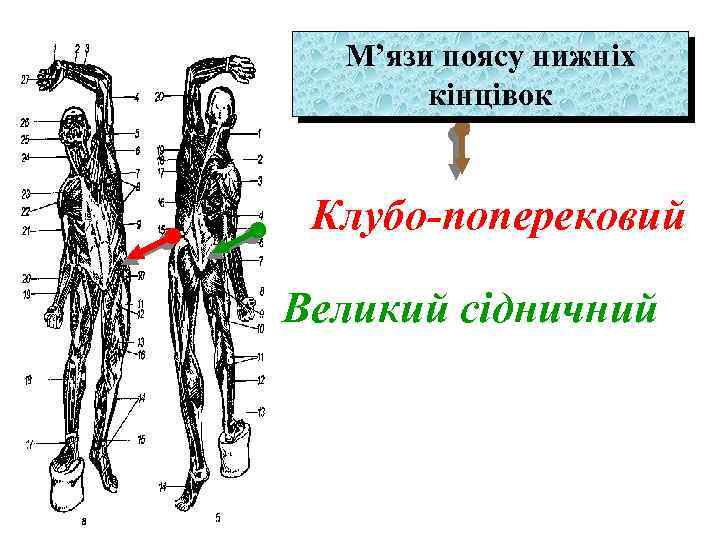 М’язи поясу нижніх кінцівок Клубо-поперековий Великий сідничний 