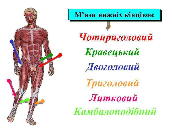 М’язи нижніх кінцівок Чотириголовий Кравецький Двоголовий Триголовий Литковий Камбалоподібний 