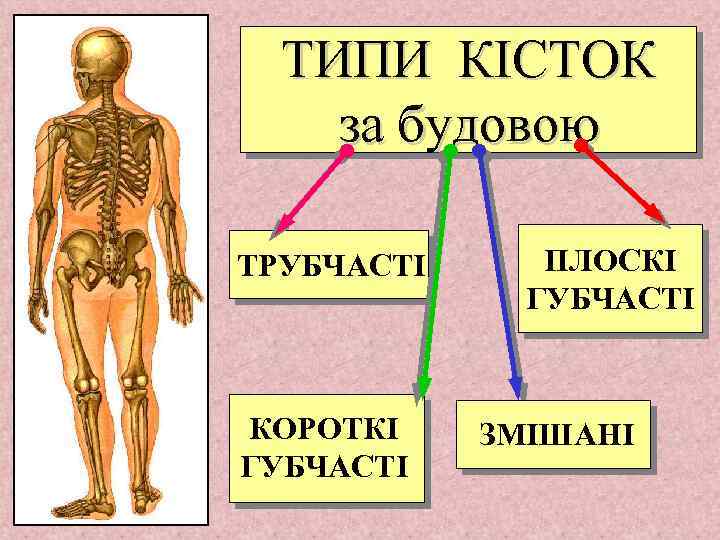 ТИПИ КІСТОК за будовою ТРУБЧАСТІ КОРОТКІ ГУБЧАСТІ ПЛОСКІ ГУБЧАСТІ ЗМІШАНІ 