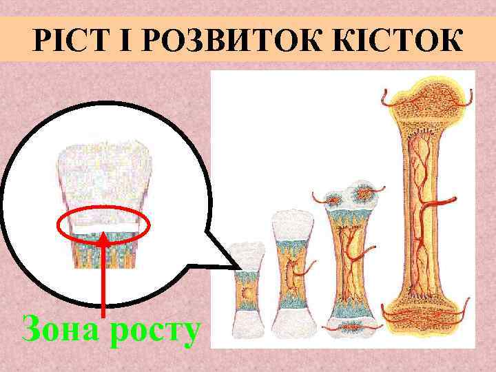 РІСТ І РОЗВИТОК КІСТОК Зона росту 