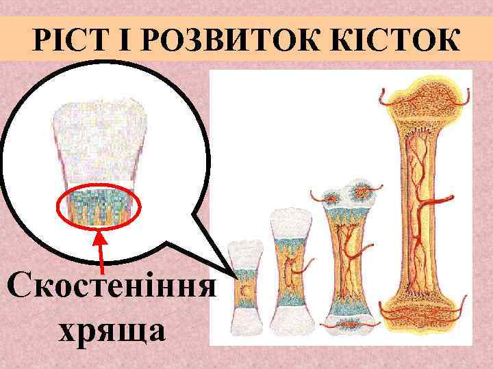 РІСТ І РОЗВИТОК КІСТОК Скостеніння хряща 