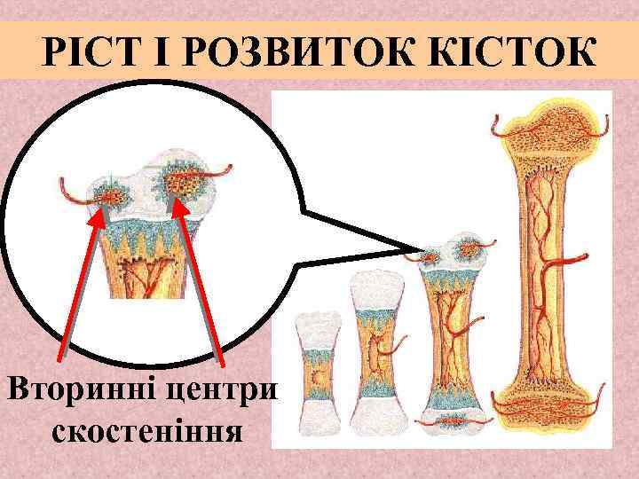 РІСТ І РОЗВИТОК КІСТОК Вторинні центри скостеніння 