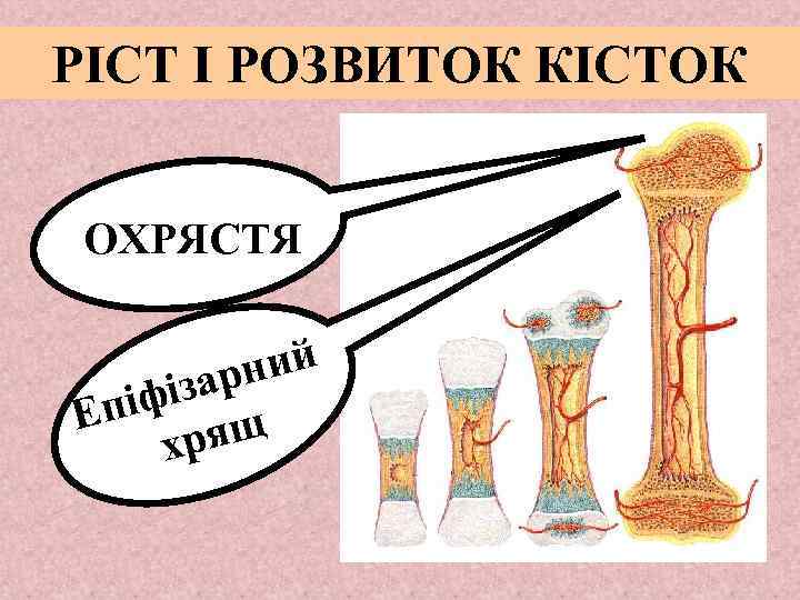 РІСТ І РОЗВИТОК КІСТОК ОХРЯСТЯ ний ізар пі ф щ Е хря 