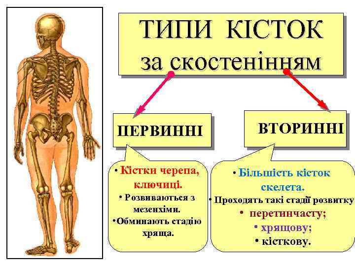 ТИПИ КІСТОК за скостенінням ПЕРВИННІ • Кістки черепа, ключиці. ВТОРИННІ • Більшість кісток скелета.