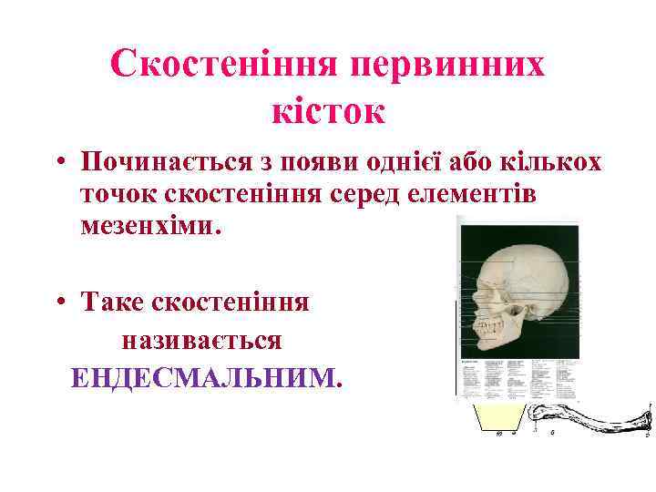 Скостеніння первинних кісток • Починається з появи однієї або кількох точок скостеніння серед елементів