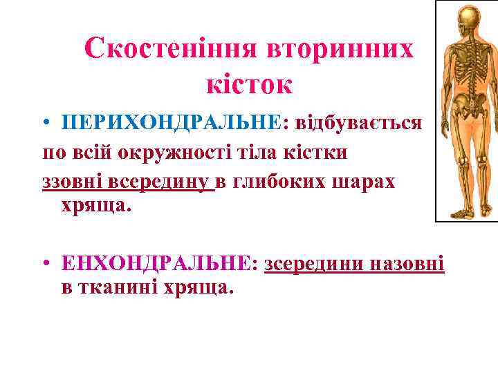 Скостеніння вторинних кісток • ПЕРИХОНДРАЛЬНЕ: відбувається по всій окружності тіла кістки ззовні всередину в