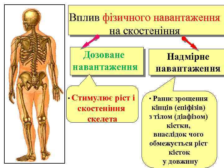 Вплив фізичного навантаження на скостеніння Дозоване навантаження • Стимулює ріст і скостеніння скелета Надмірне