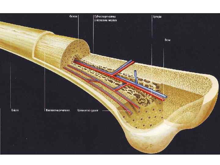 Внутри косточка. Кость в разрезе. Человеческие кости в разрезе. Кость в разрезе строение.