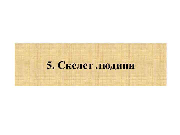 5. Скелет людини 